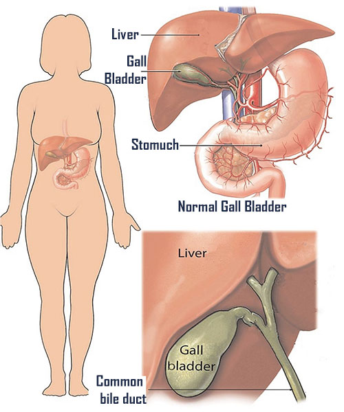 Gall Bladder Illustration